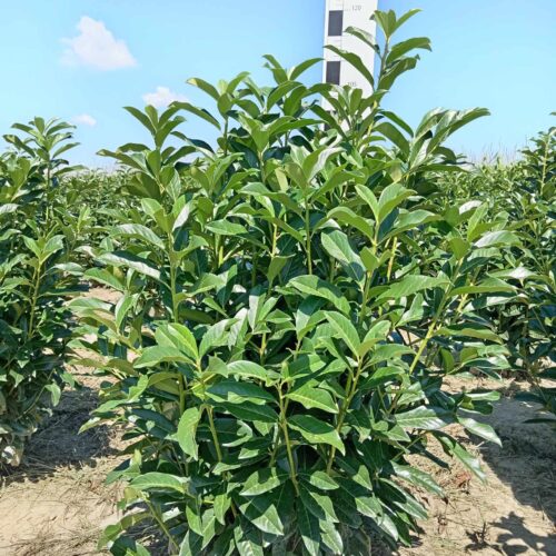 Babérmeggy – Prunus laurocerasus ‘Genolia’