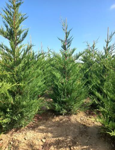 Cupressocyparis leylandii-Leylandi ciprus