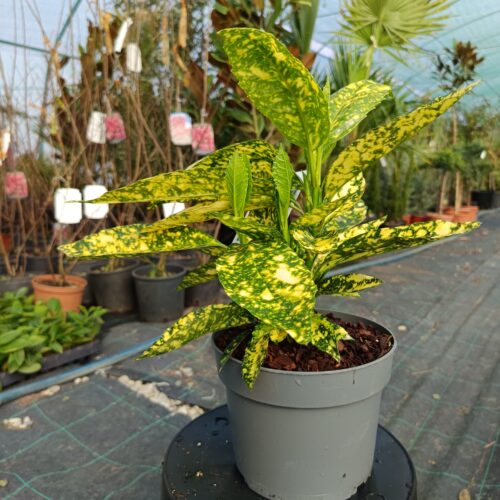 Japán babérsom - Aucuba japonica 'Crotonifolia'