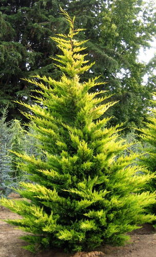 Cupressocyparis leylandii 'Gold Rider'- Arany Leylandii K2 40/50 cm