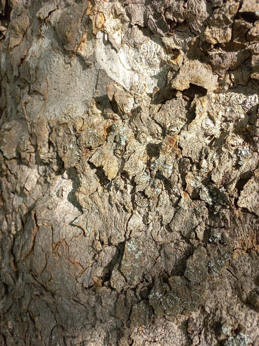 Juharlevelű platán - 'Platanus hispanica' - Image 3
