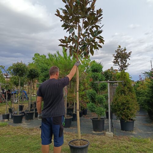 Örökzöld Magnólia-Magastörzsön- "Magnolia Grandiflora Gallisoniensis"