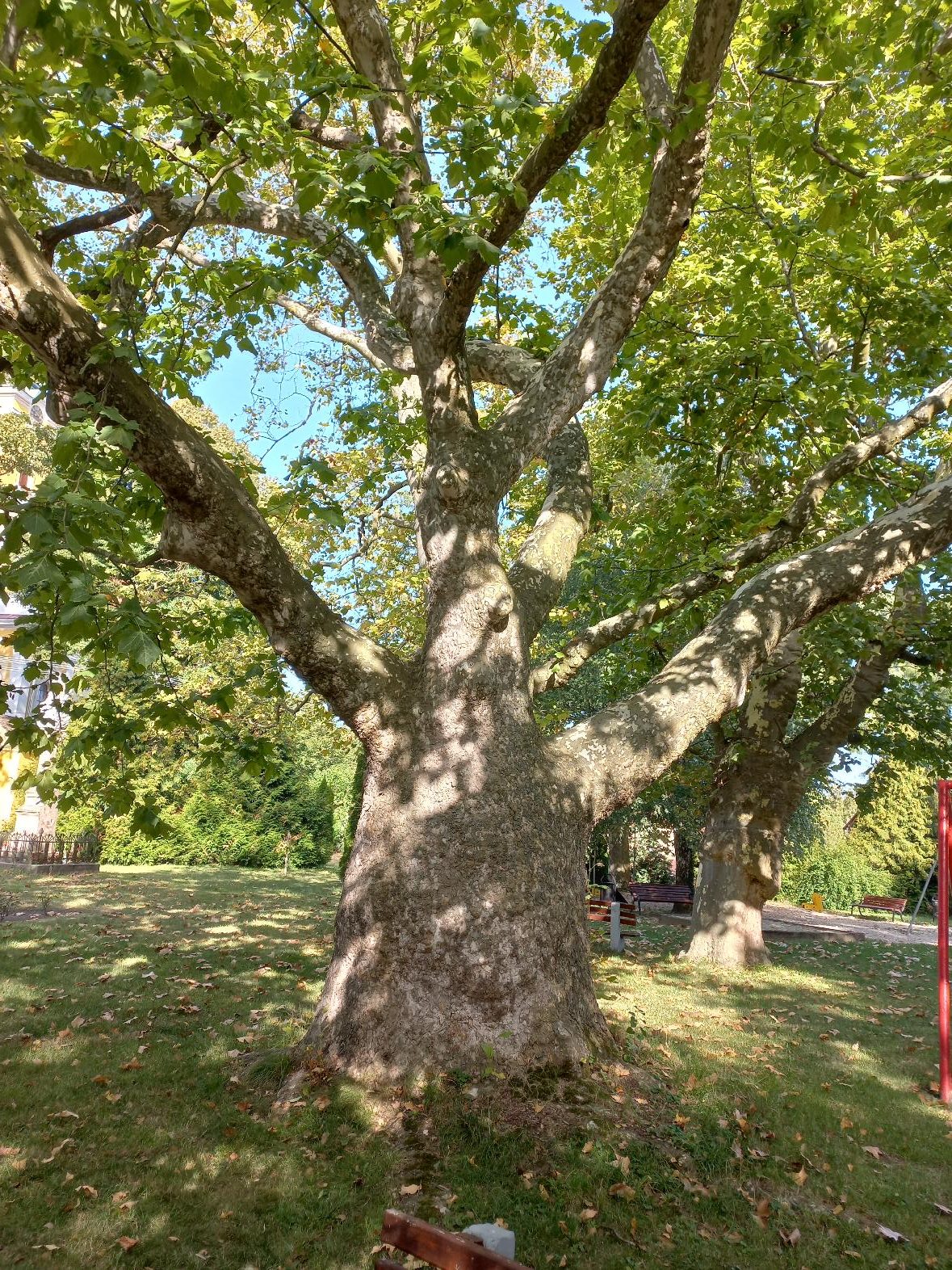 Juharlevelű platán - 'Platanus hispanica' - Image 2