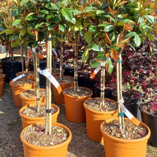 Korallberkenye magastörzsön - 'Photinia serrulata Red Robin'