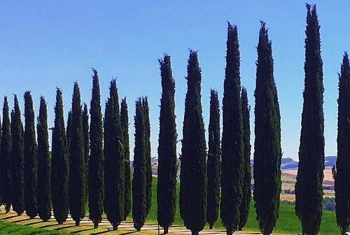 Toszkán ciprus – „Cupressus sempervirens" ‘Totem’