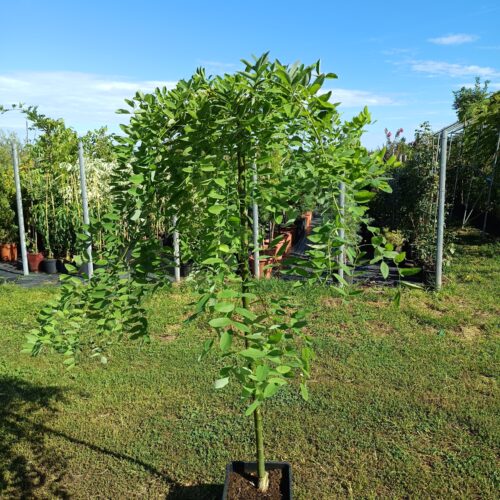 Csüngő japánakác -Sophora japonica 'Pendula'
