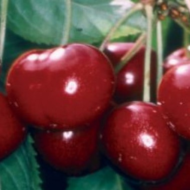 Cseresznye - Stella-Konténeres