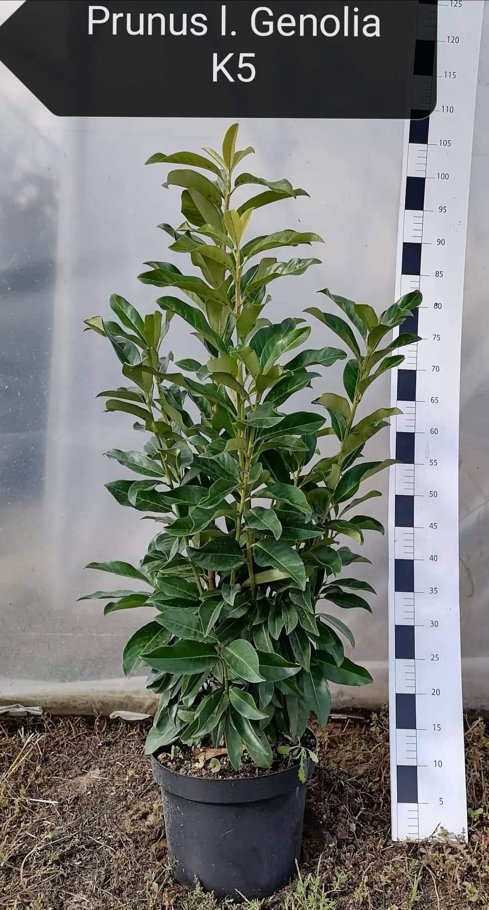 Babérmeggy - 'PRUNUS laurocerasus GENOLIA' K5 60/80 cm