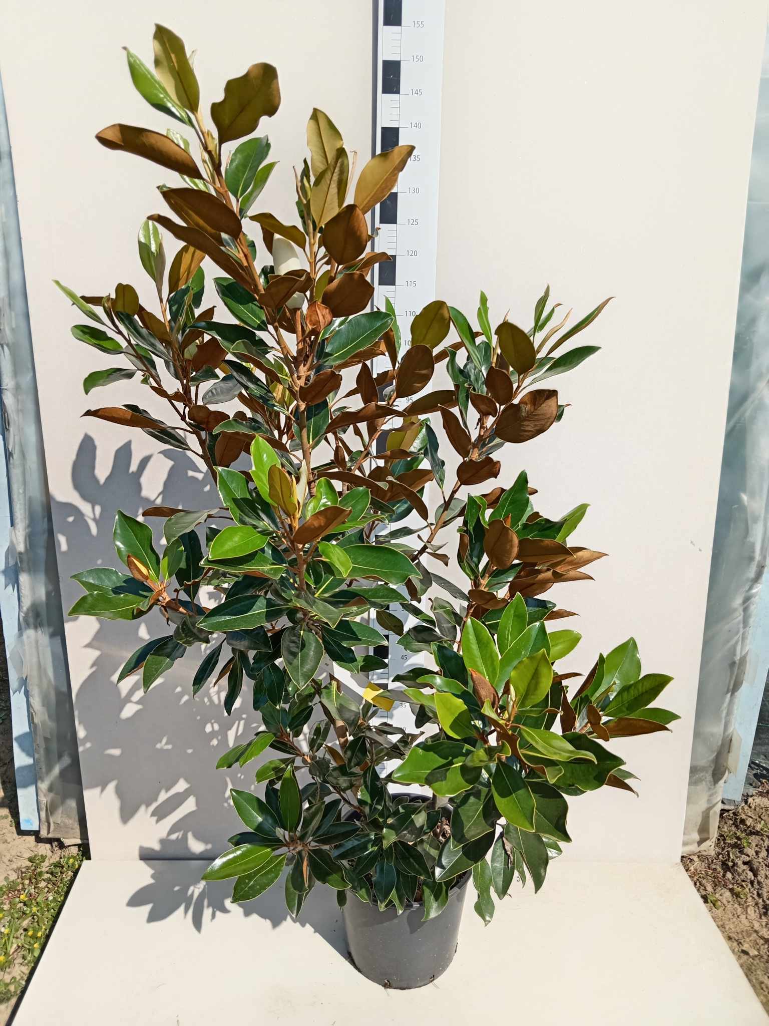 Örökzöld Magnólia-"Magnolia Grandiflora Little Gem" K9 80/100cm