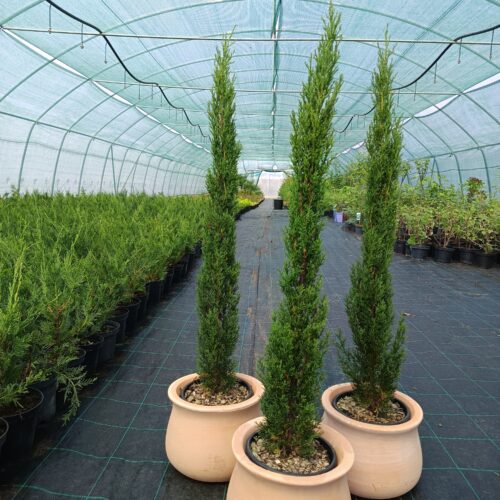 Toszkán ciprus – „Cupressus sempervirens" ‘Totem’ K5 100/125cm