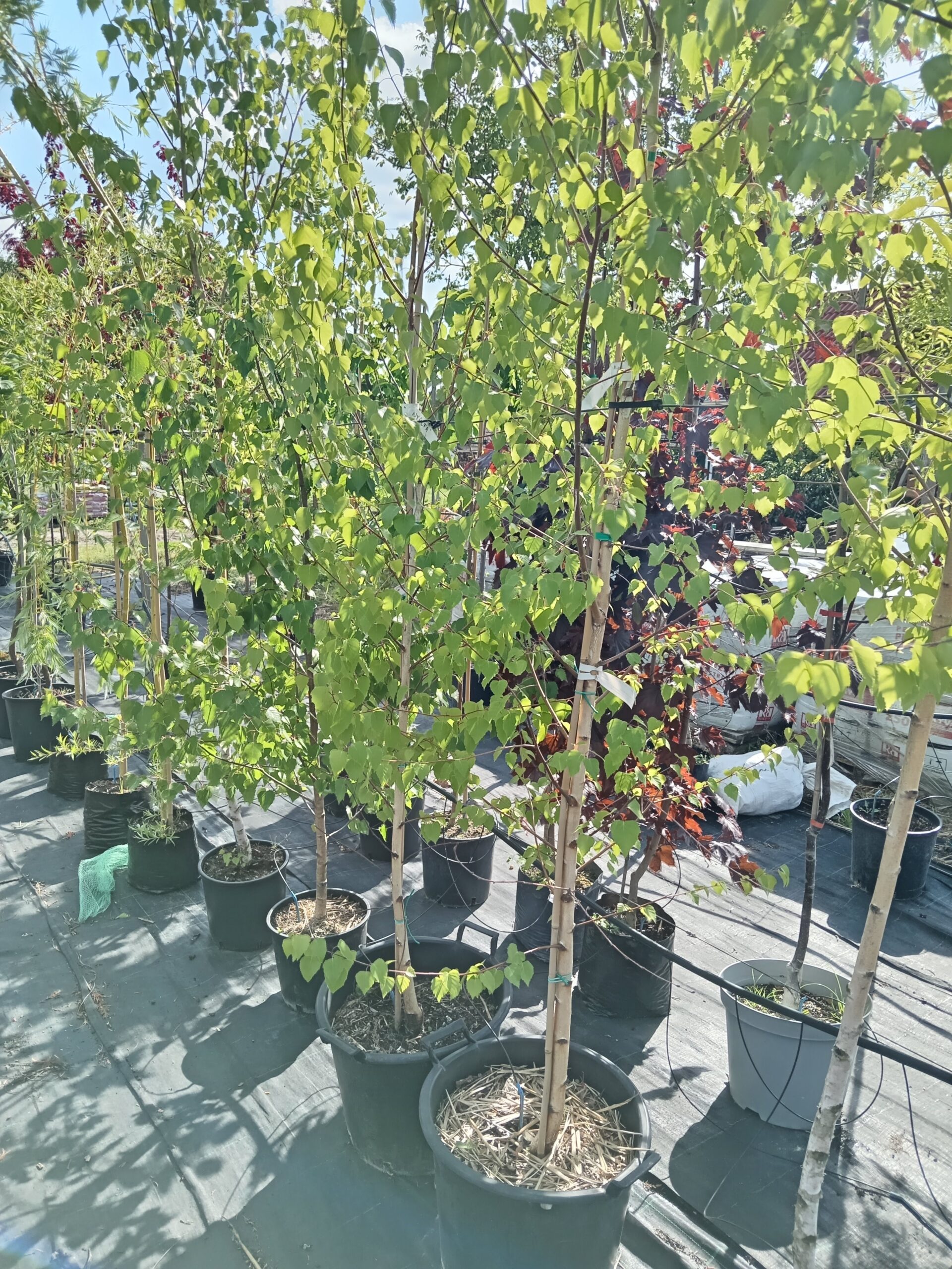 Közönséges Nyírfa - Betula pendula K10 300cm