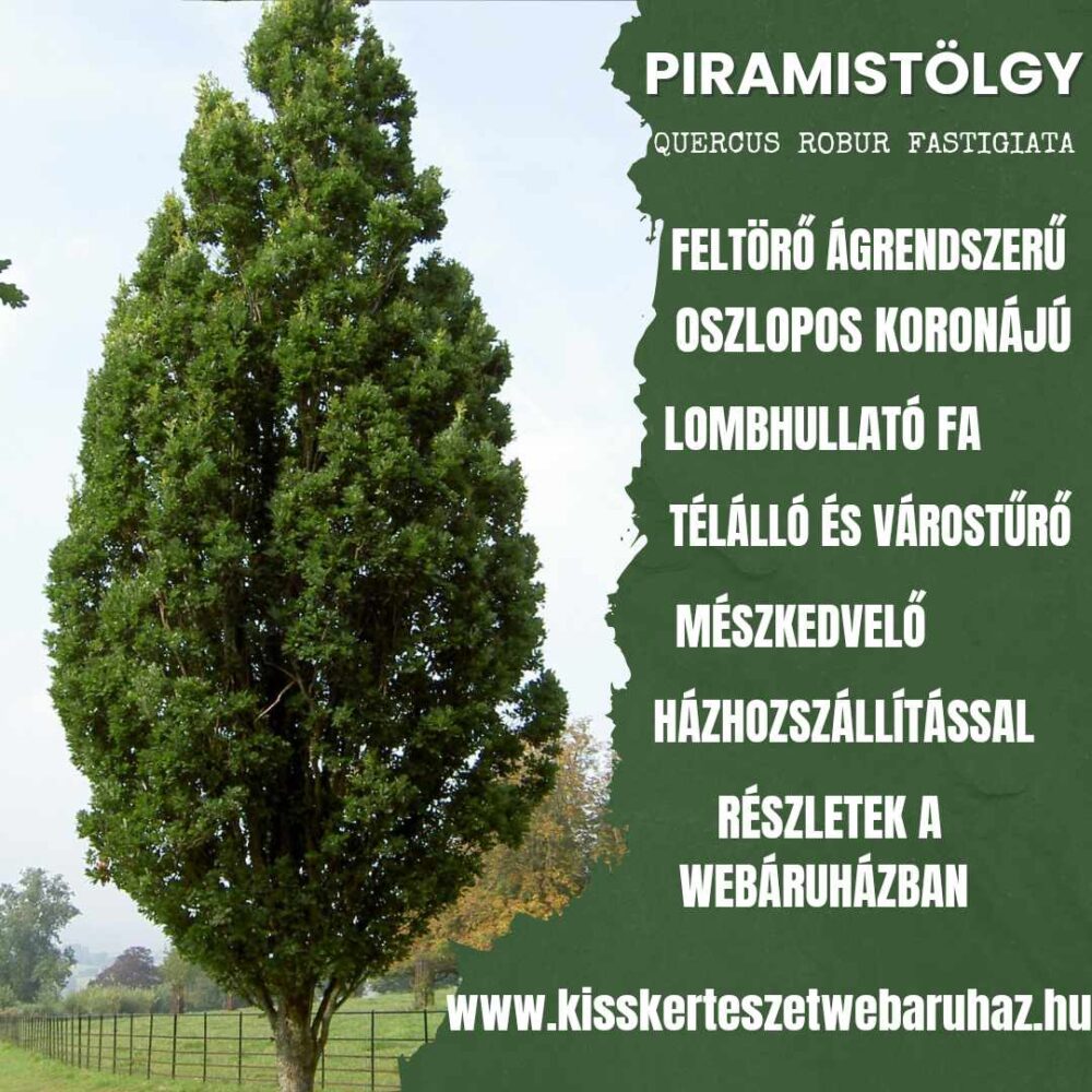 Piramistölgy - Quercus robur 'Fastigiata' K10 140/160 cm - Image 2