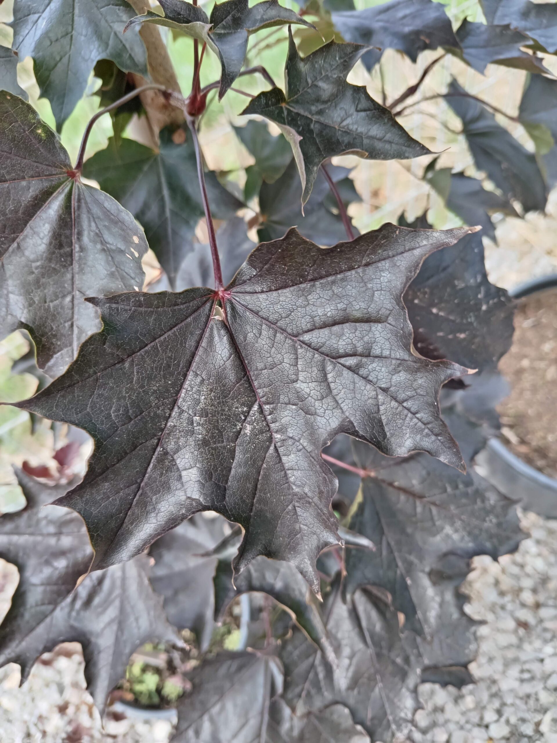 Vérjuhar - Acer platanoides 'Faassen's Black'
