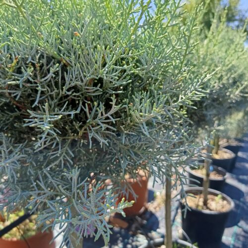 Cupressus Arizonica-Törzses arizóniai ciprus K9