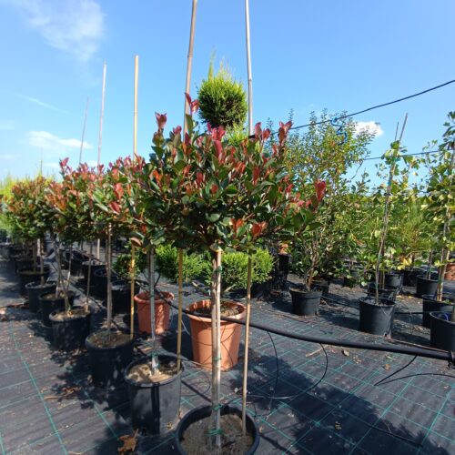 Korallberkenye Magastörzsön - Photinia Fraseri Little Red Robin