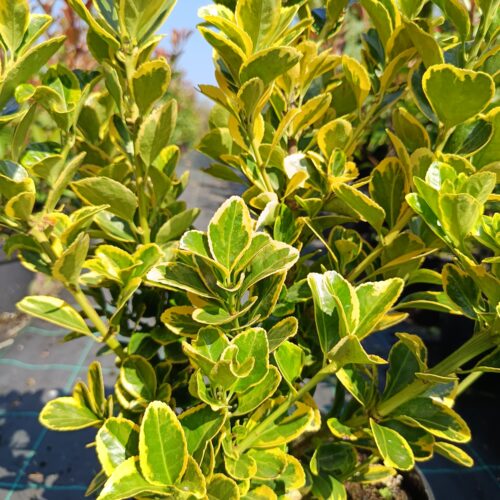 Euonymus japonicus’Aureus’/Sárga levelű kecskerágó
