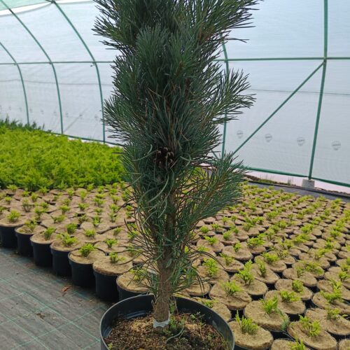 Oszlopos Erdeifenyő - Pinus Sylvestris Fastigiata