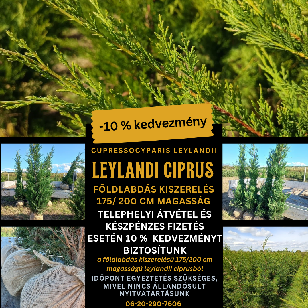 Cupressocyparis leylandii-Leylandi ciprus-Földlabdás 175/200cm - Image 4
