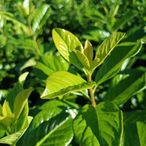 Babérmeggy - Prunus laurocerasus ' Novita' K3