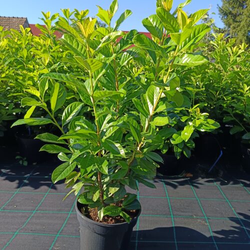 Babérmeggy - Prunus laurocerasus ' Novita' K5 60/80 cm