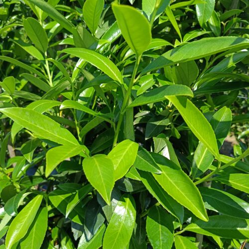 Babérmeggy - Prunus laurocerasus 'Caucasica' Földlabdás 200/225cm