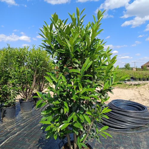 Babérmeggy - Prunus laurocerasus 'Caucasica' K35 175/200 cm