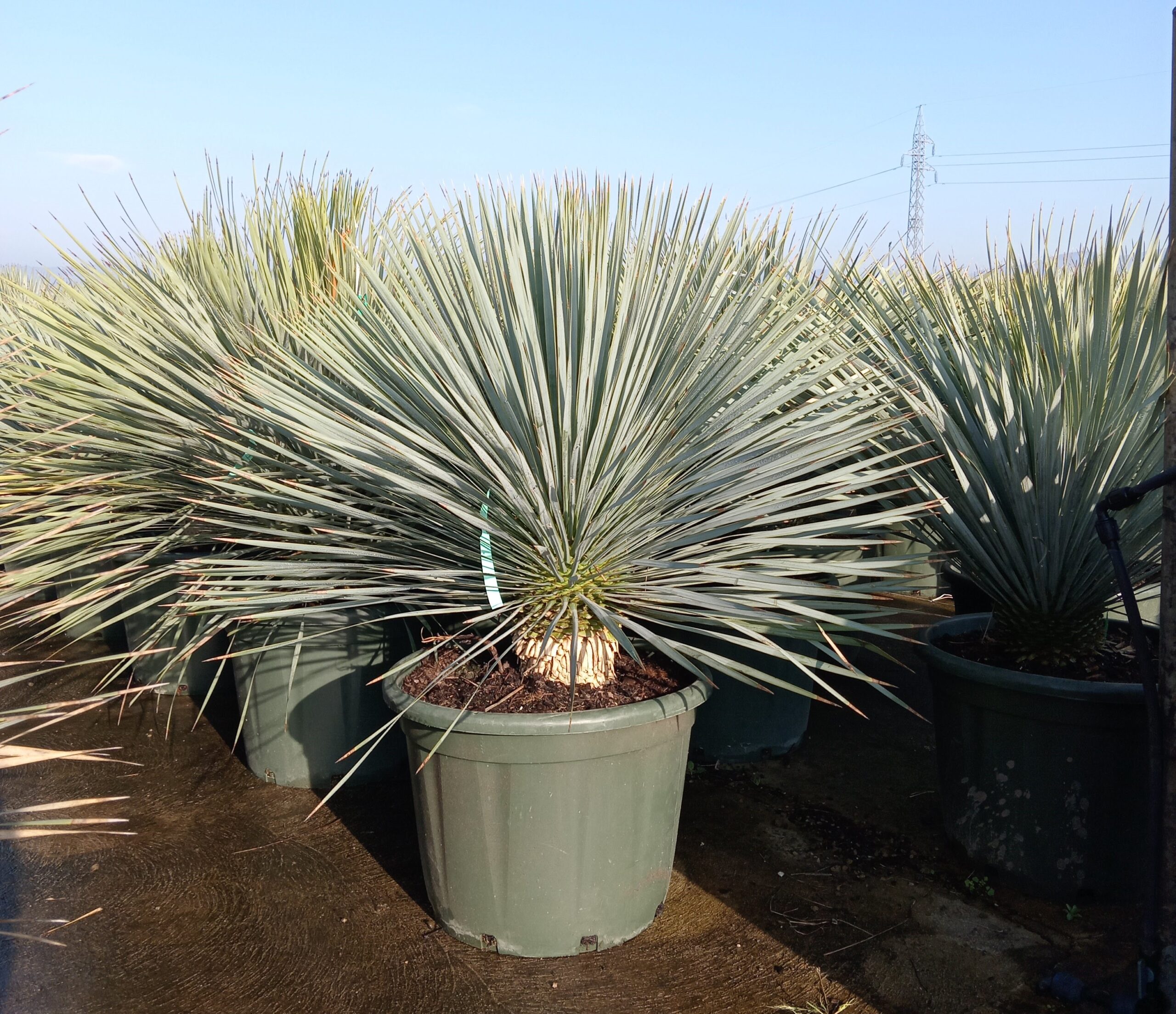 Yucca Rostrata - Pálmaliliom K65 - Image 2