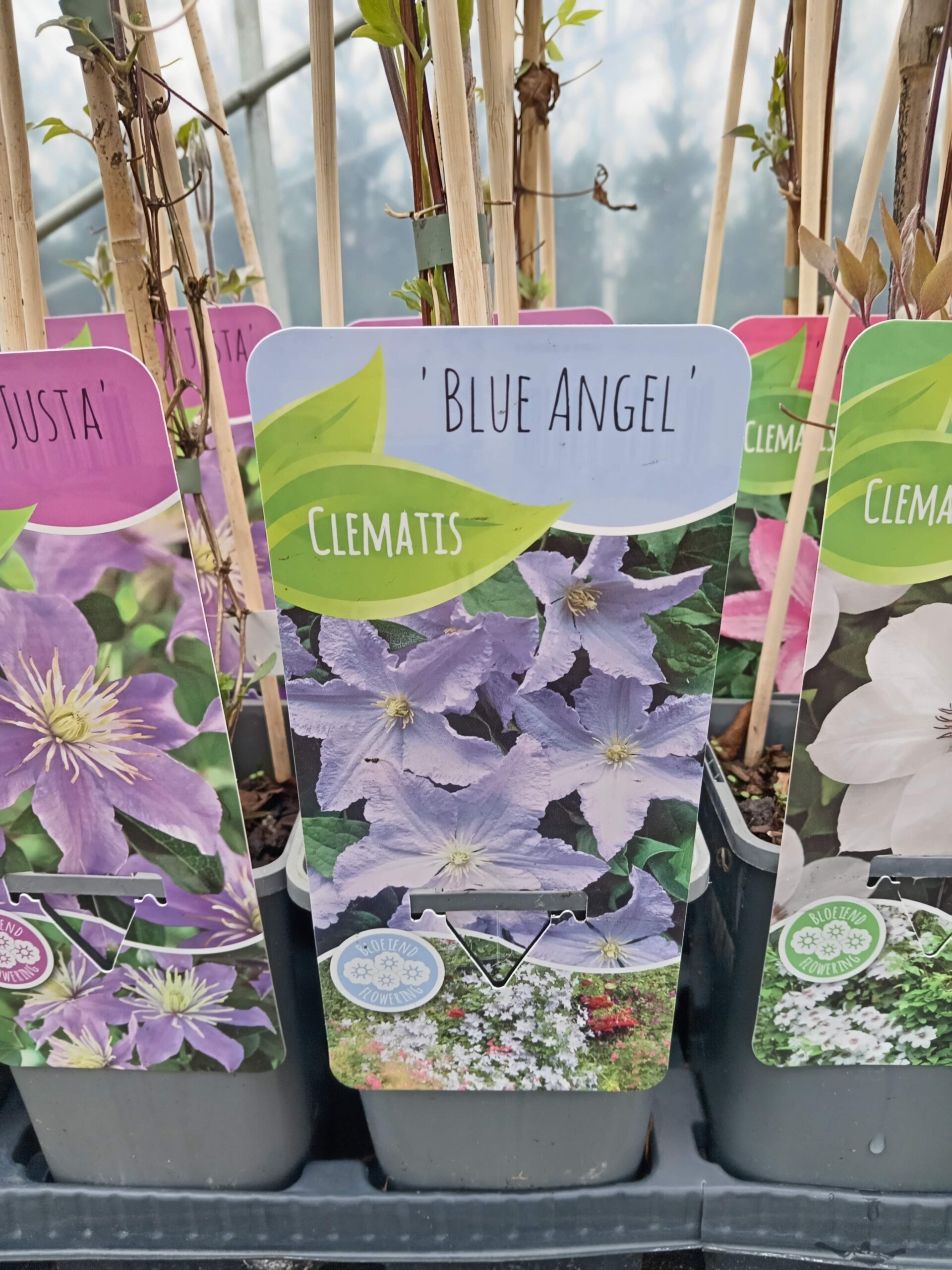clematis-blue-angel-kiss-kert-szet