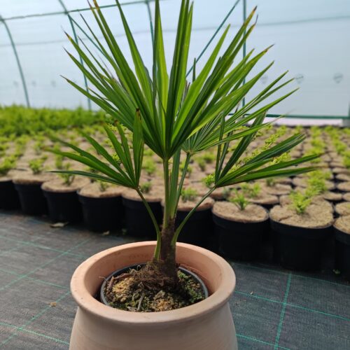 Kínai Kenderpálma - "Chamaerops Excelsa/Trachycarpus fortunei" K3 30/40cm