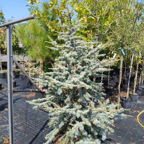 Cedrus Atlantica Glauca - Kék atlaszcédrus K35 150/175cm