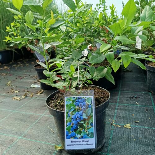 Vaccinium corymbosum 'Bluecrop'-Magasbokrú kék áfonya