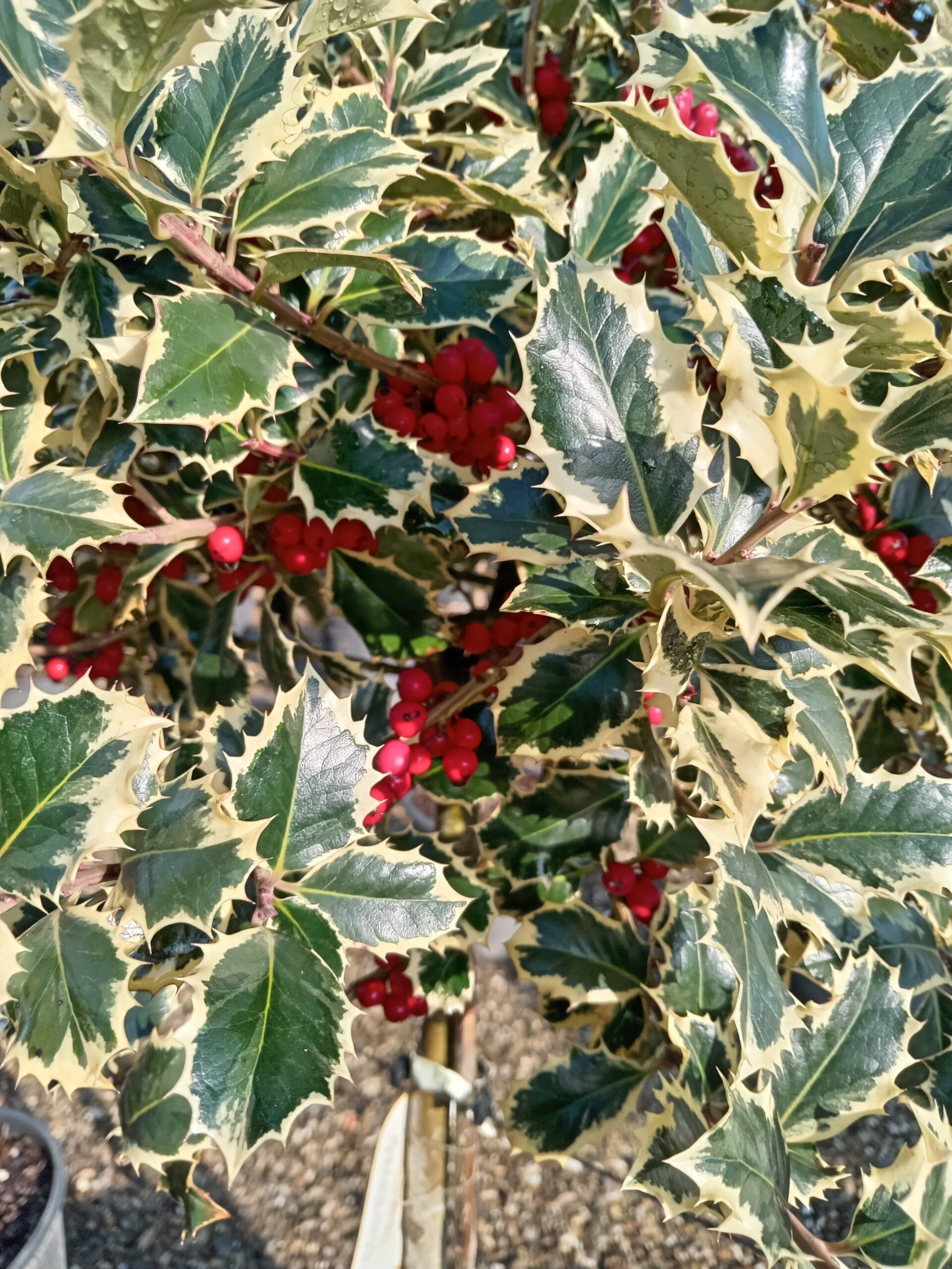 Törzses tarka levelű magyal - Ilex Aquif.Variegatum K30