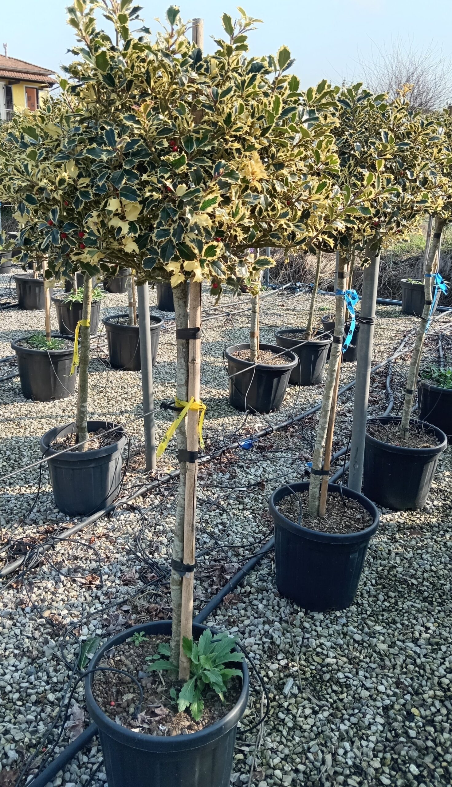 Törzses tarka levelű magyal - Ilex Aquif.Variegatum K30 - Image 2