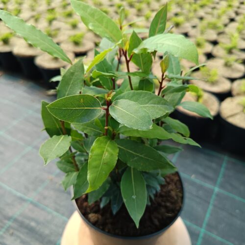 Fűszerbabér – „Laurus Nobilis”