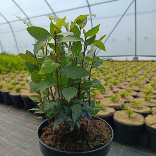 Fűszerbabér - "Laurus Nobilis" K3 30/40 cm