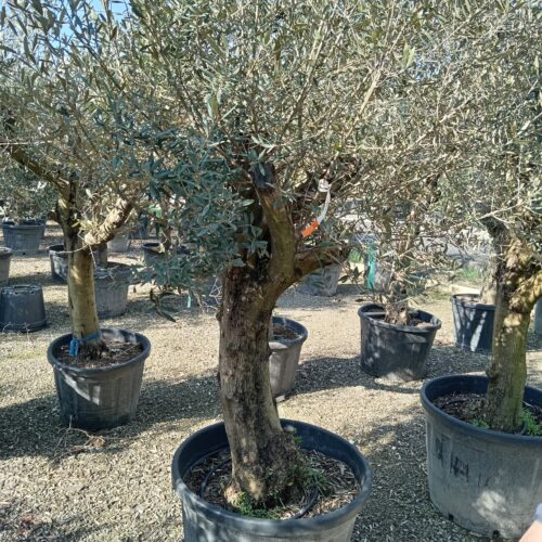 Európai olajfa - 'Olea europea'