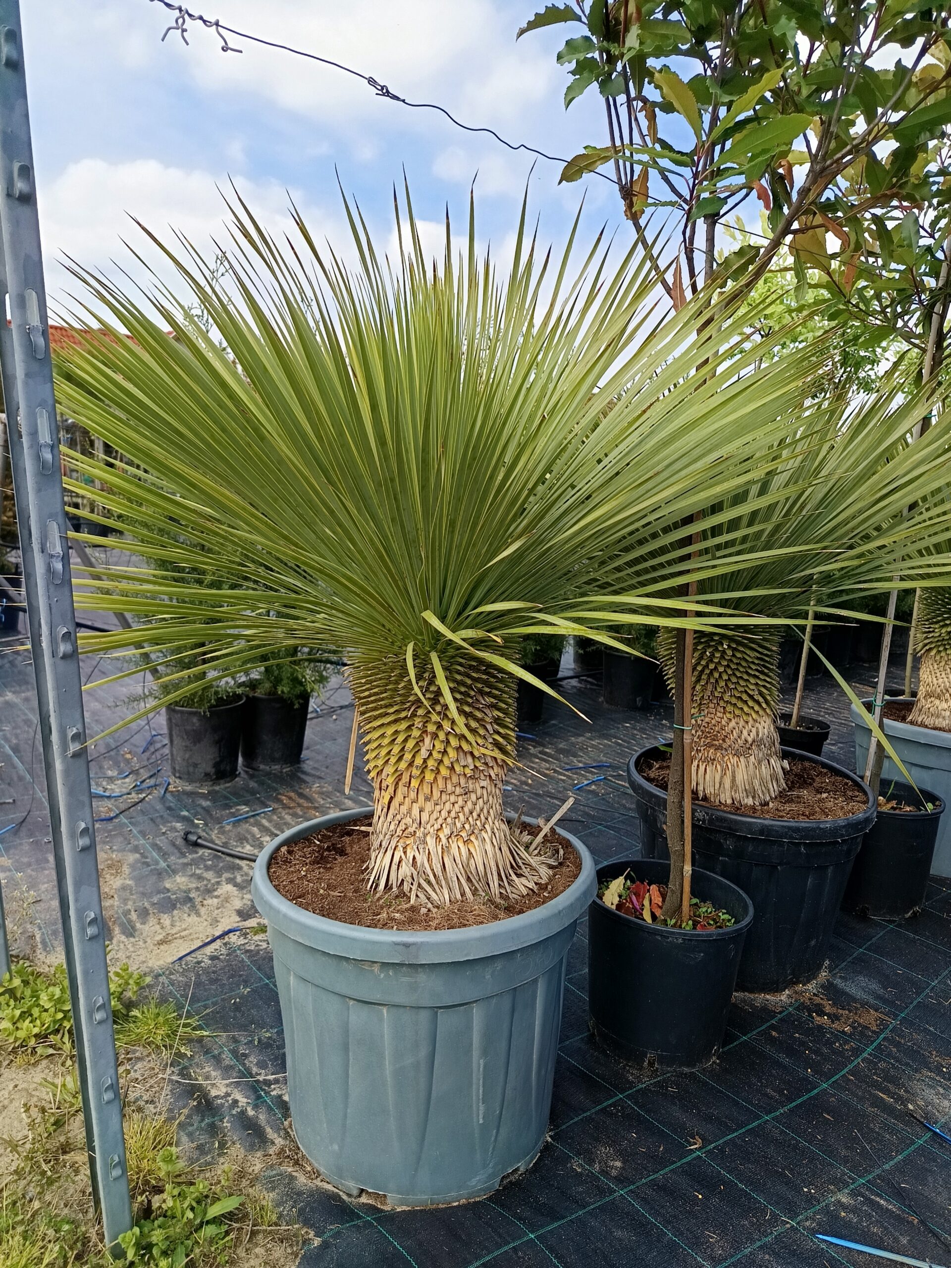 Yucca Rostrata - Pálmaliliom K65