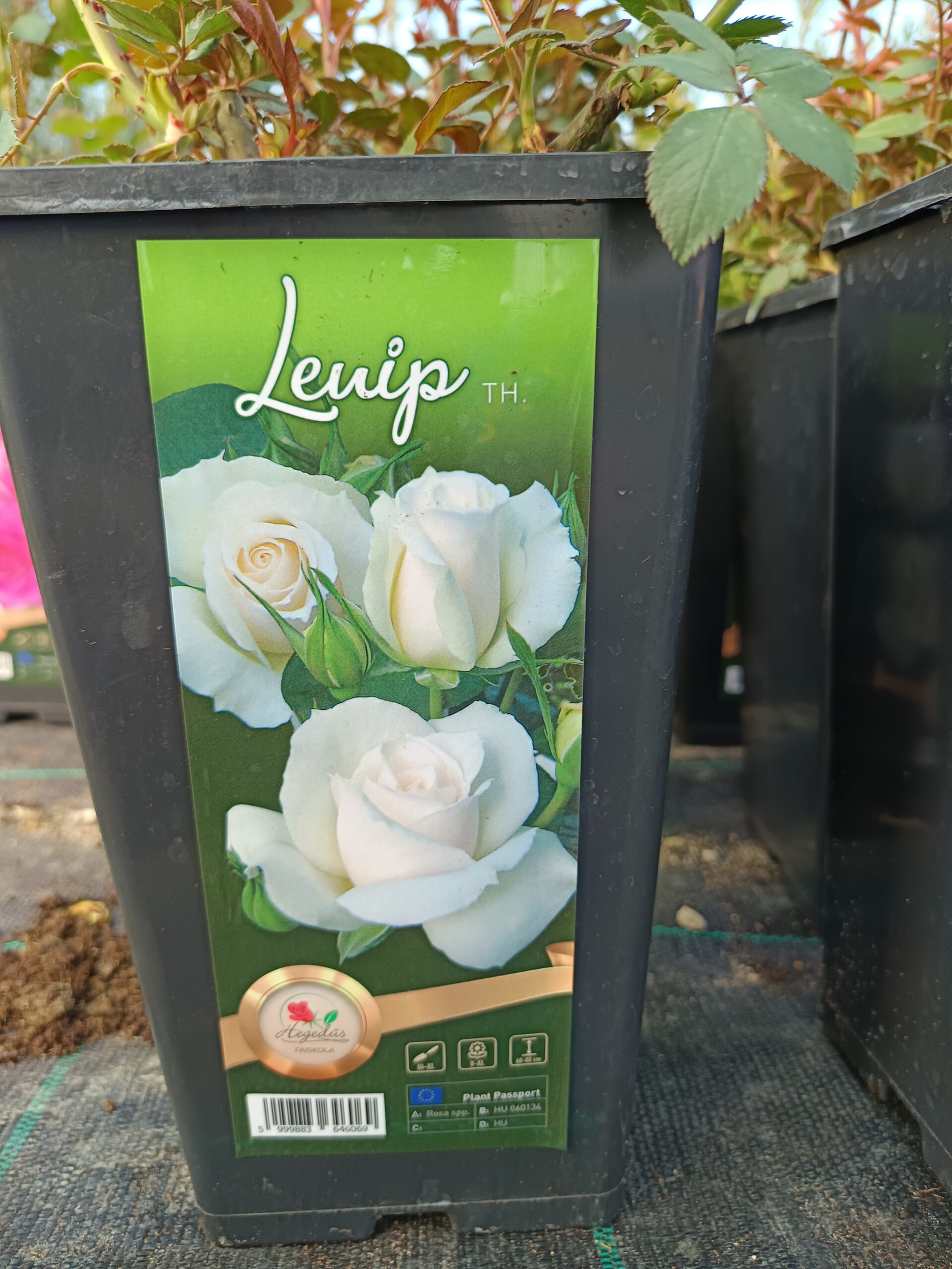 Rózsa-Lenip-fehér színű- Teahibrid rózsa