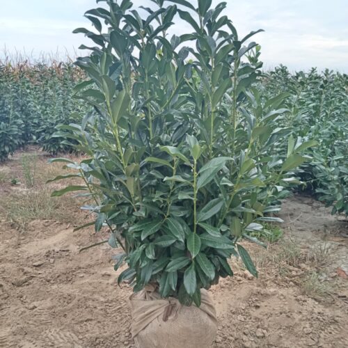 Babérmeggy - 'PRUNUS laurocerasus GENOLIA' Földlabdás 100/125cm