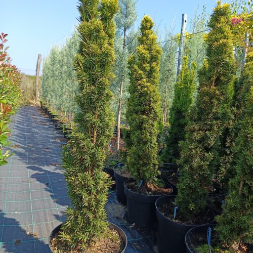 Taxus baccata Fastigiata 'Aurea'  K7,5  80/100 cm - Arany oszlopos Tiszafa