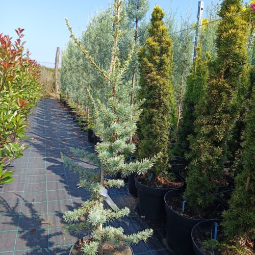 Cedrus Atlantica Glauca - Kék atlaszcédrus K5 80/100cm