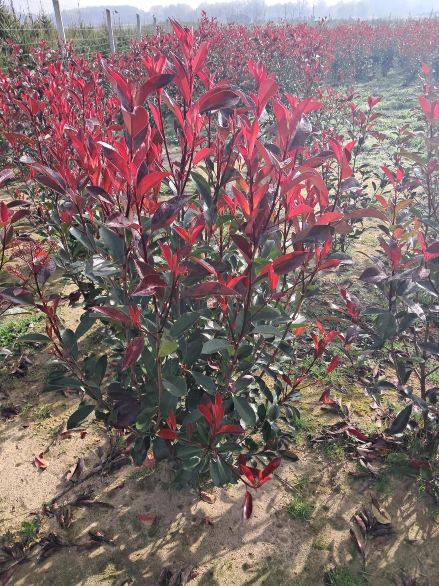 Korallberkenye-'Photinia fraseri Red Robin' Fl 125/150 cm