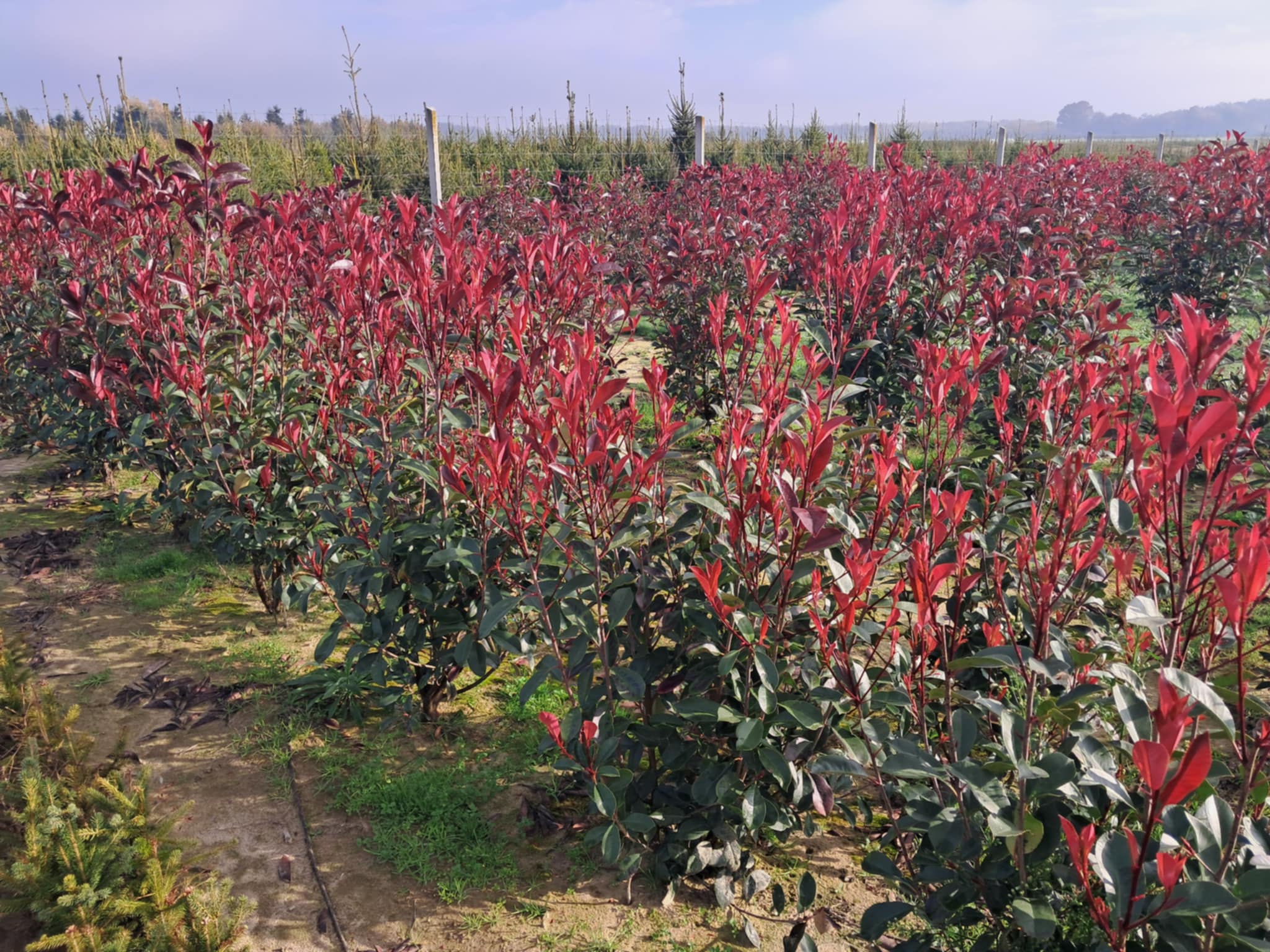 Korallberkenye-'Photinia fraseri Red Robin' Fl 125/150 cm - Image 3