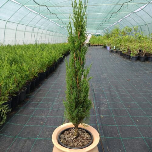 Toszkán ciprus -"Cupressus sempervirens 'Pyramidalis' "K3 60/80cm