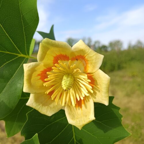 Tulipánfa - Liriodendron tulipifera 125/150 cm