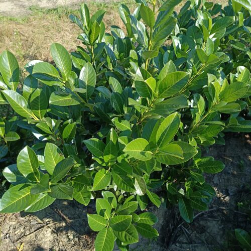 Babérmeggy - Prunus laurocerasus 'Rotundifolia'FL 100/125 cm