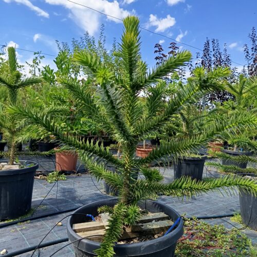Chilei fenyő-Araucaria araucana 105/110 cm