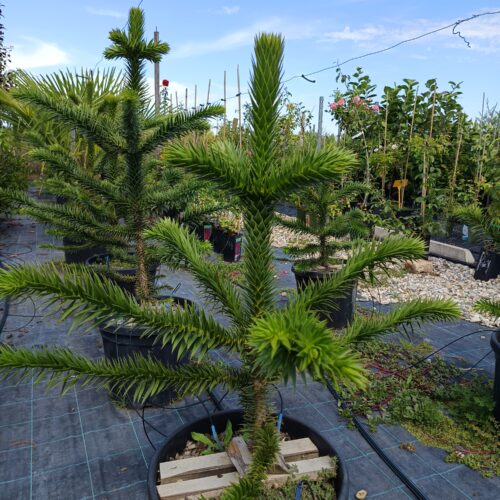 Chilei fenyő-Araucaria araucana 80/85 cm
