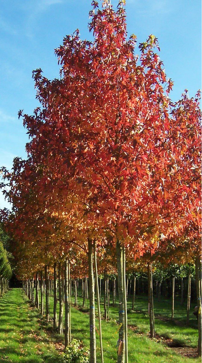Liquidambar styraciflua-Amerikai ámbrafa K10 200/225cm