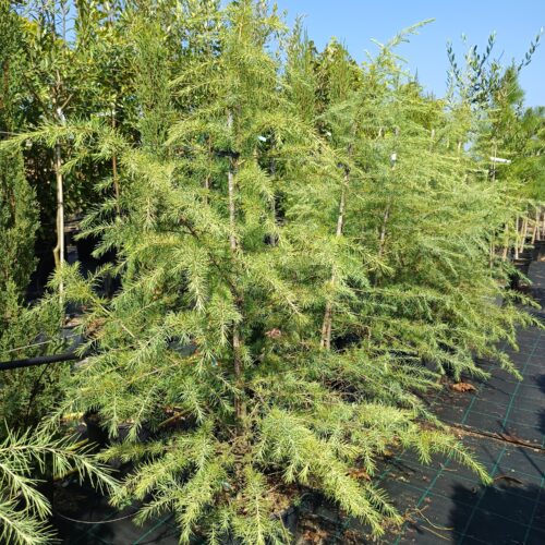 Cedrus Deodara-Himalájai cédrus K12 125/150cm